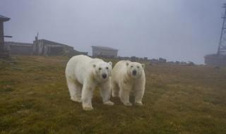 北极熊在南极还是北极